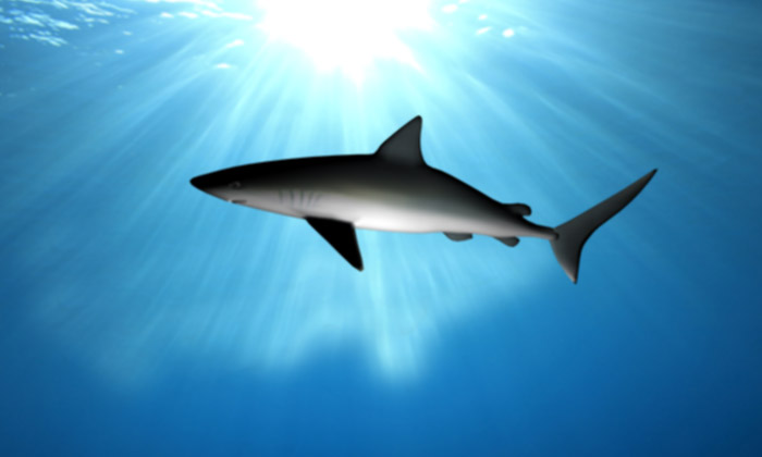 Description of Image