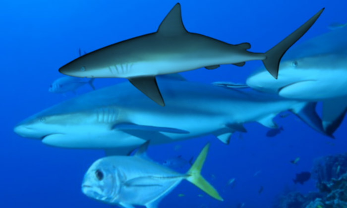 Description of Image